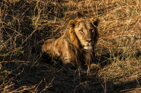 Male lion