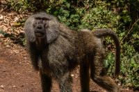 Baboon