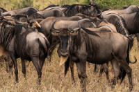 Wildebeest herd