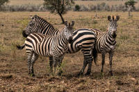 Zebras