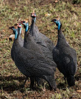 Helmeted Guinea fowl