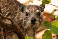 Rock Hyrax