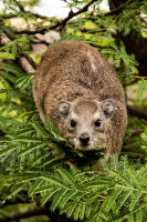 Rock Hyrax