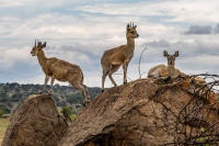 Kirk's Dikdik trio