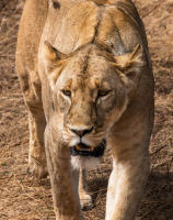 Stalking lioness