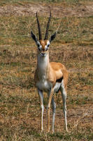 Thomson's gazelle