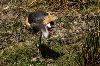 Grey Crowned Crane