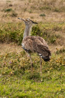 Kori Bustard