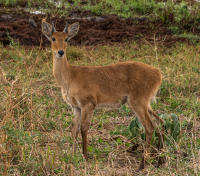 Bohor Reedbuck