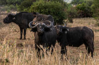 Cape buffalo