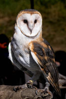 Barn owl